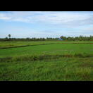 Reisfelder mit Reihern